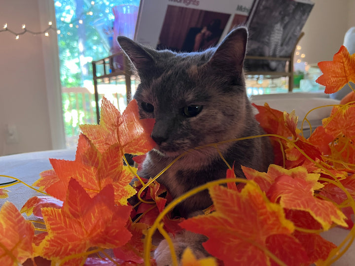 A dilute tortie cat surrounded by autumn leaves