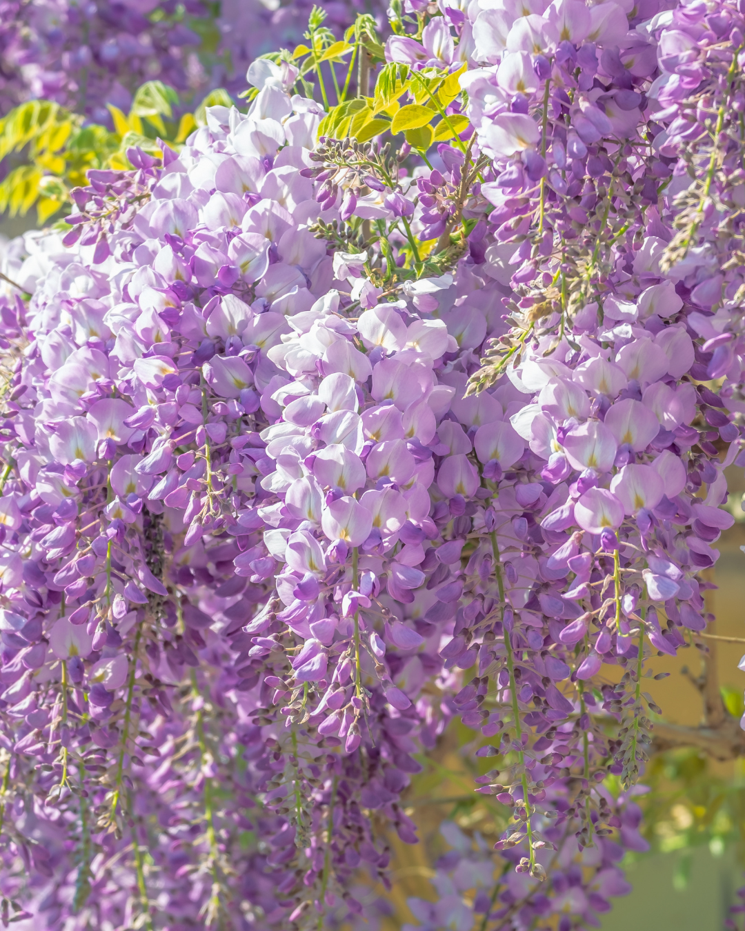 Woolblossom flowers